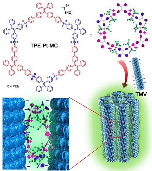 烟草花叶病毒（TMV）与有机铂金属大环（TPE-Pt-MC）组装示意图