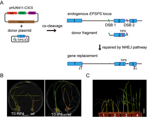 利用CRISPR/Cas9技术通过碱基替换策略获得草甘膦抗性的水稻材料 