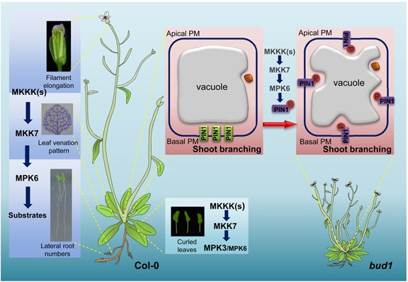 拟南芥MKK7-MPK6/3级联信号调控植株生长发育的模式图