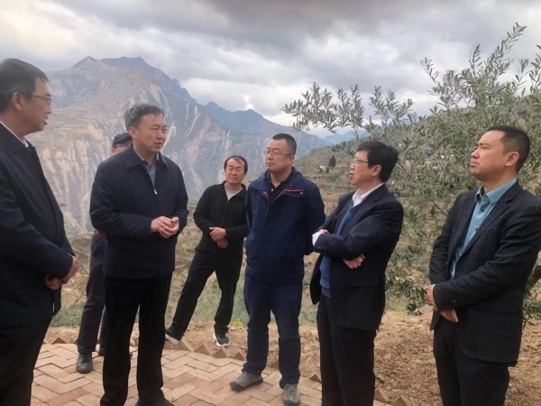 调研贺家坪油橄榄基地4 调研贺家坪油橄榄基地4