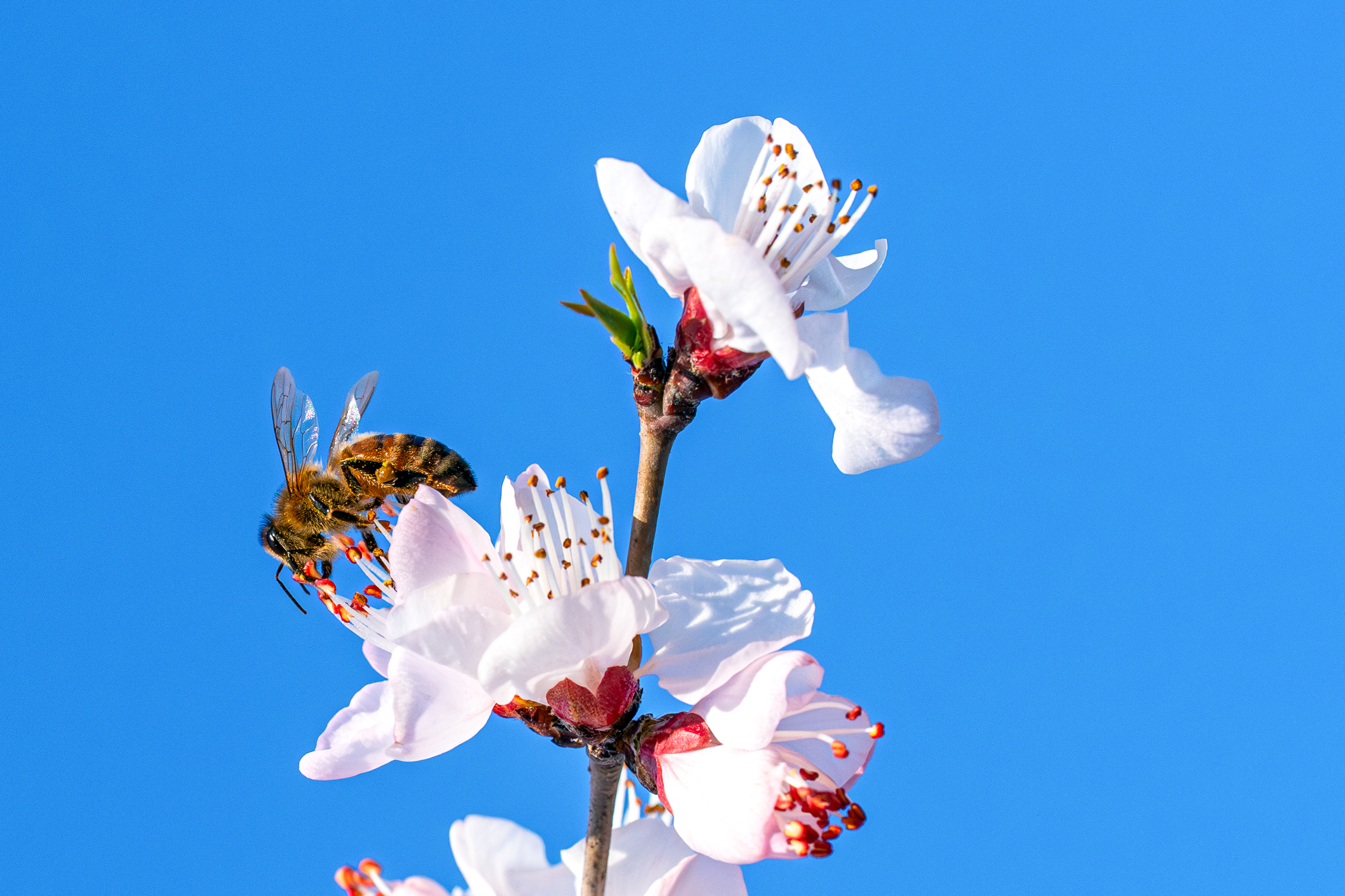 蜜蜂-罗钧元.jpg