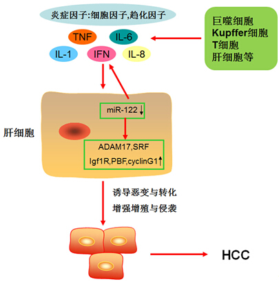 炎症因子-miR-122-靶基因组成的正反馈通路参与慢性肝炎引发肝癌的进程